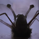 Image for article titled Why I Still Love The Thing, 40 Years After Its Release